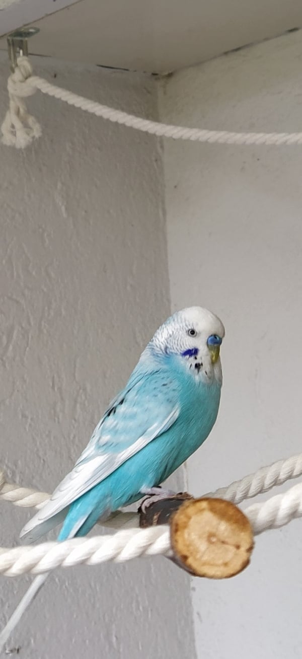 PHPSESSID
