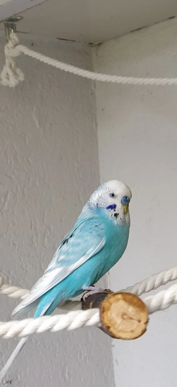 Wellensittich-Bild: Pali ist ein sehr kluger und sozialer Wellensittich. Er ist meines Erachtens ein Vogel, um den man sich keine Sorgen machen muss, weil er scheinbar immer zielsicher weiß, was zu tun ist. 
Aufmerksam wacht er über seine Partnerin. Er geht allen Streitereien aus dem Weg, ist dennoch sehr selbstbewusst.