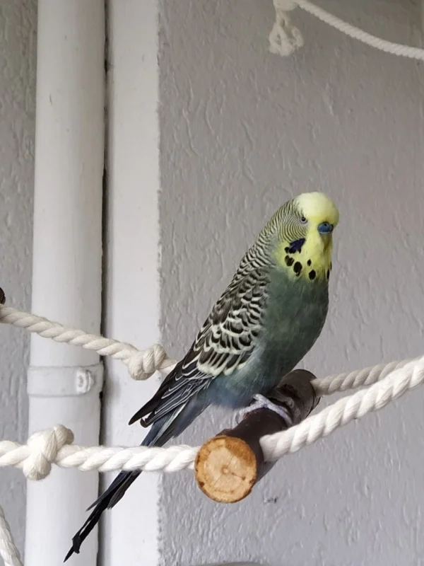 Wellensittich-Bild: Ody ist ein Wellensittichhahn mit unglaublich facettenreichen und liebenswertem Charakter.