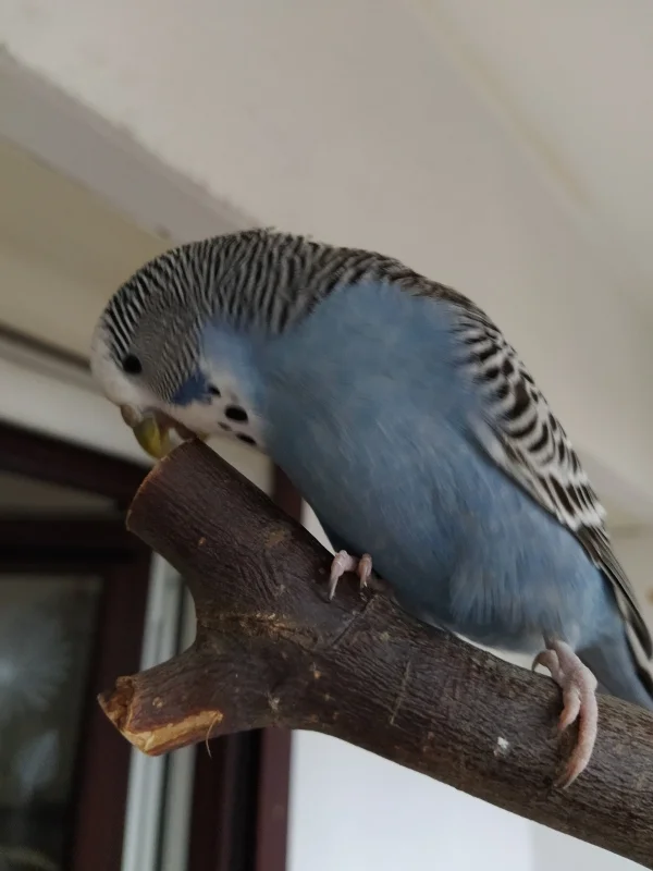 Wellensittich-Bild: Loopi ist eine sehr vitale Wellensittichdame, die ich als Jungvogel vom Züchter geholt habe. Sie ist sehr klug und vorsichtig, ein cleveres liebenswertes Vögelchen.