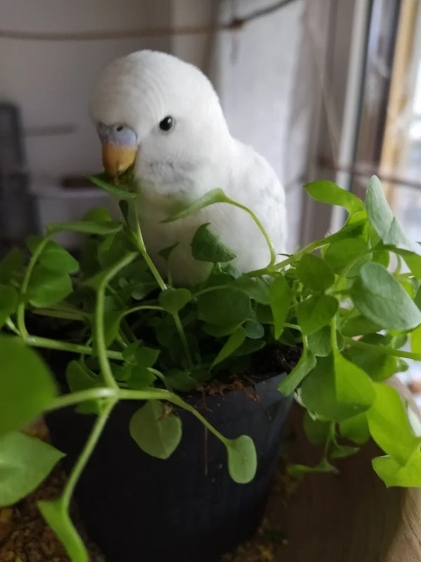Wellensittich-Bild: Alma ist ein wunderbares Wellimädchen, sie liebt, wie alle Wellis, die Vogelmiere.
