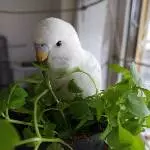 Alma im Salat