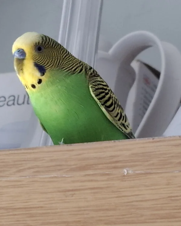 Wellensittich-Bild: Das ist unser junger Wellensittich Burli