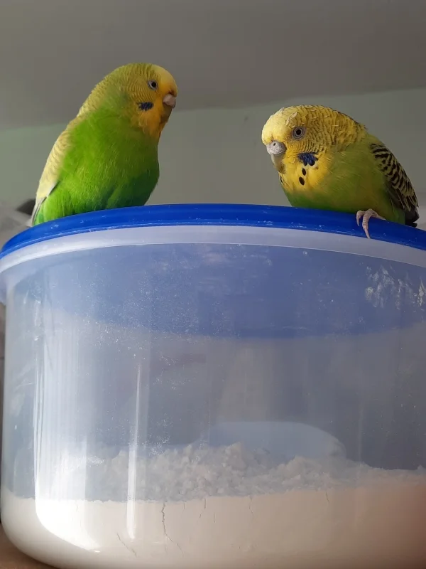 Wellensittich-Bild: Susi und Miki wollen backen