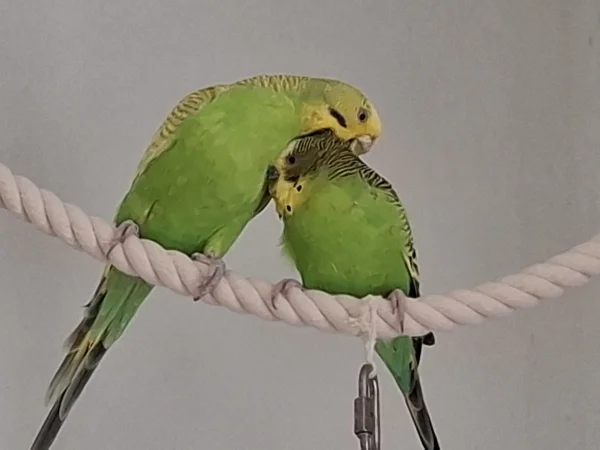 Wellensittich-Bild: Heute wird gekuschelt und ausgiebig geputzt.