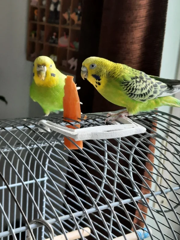 Wellensittich-Bild: Micki und Susi beim gemeinsamen Gelberüben verspeisen 