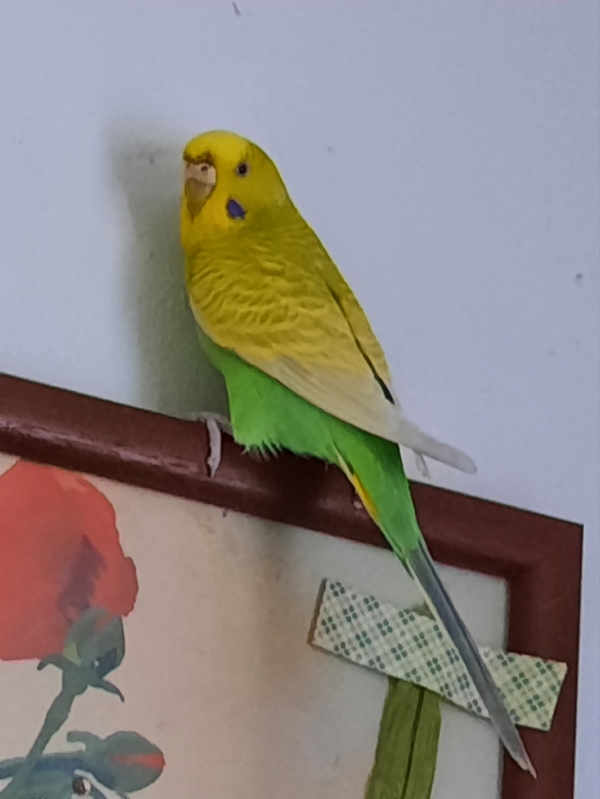 Susi