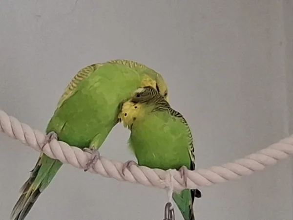 Wellensittich-Bild: Heute wird gekuschelt und ausgiebig geputzt.