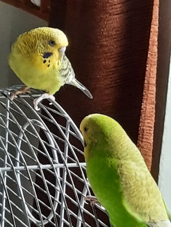 Wellensittich-Bild: Miki und Susi am Fenster.
Wann kommt denn endlich die Sonne