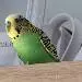 Burli