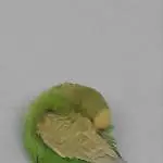 Susi schläft
