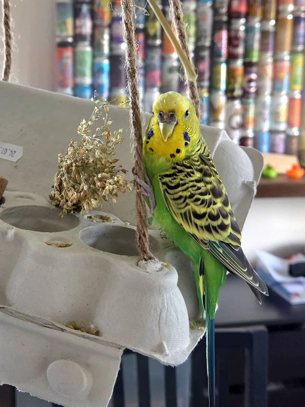 Wellensittich-Bild: Penny stolz auf dem Spielplatz.