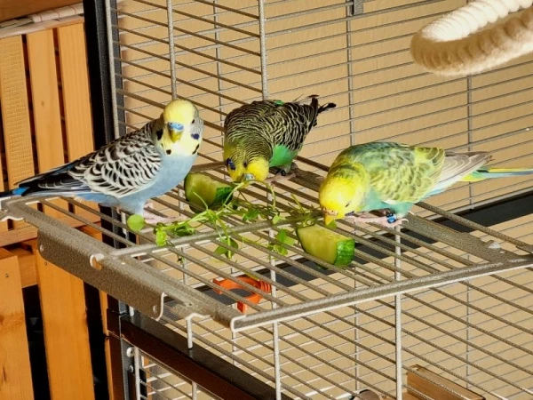 Wellensittich-Bild: Dio und die beiden Mädels Fizz und Lizzy