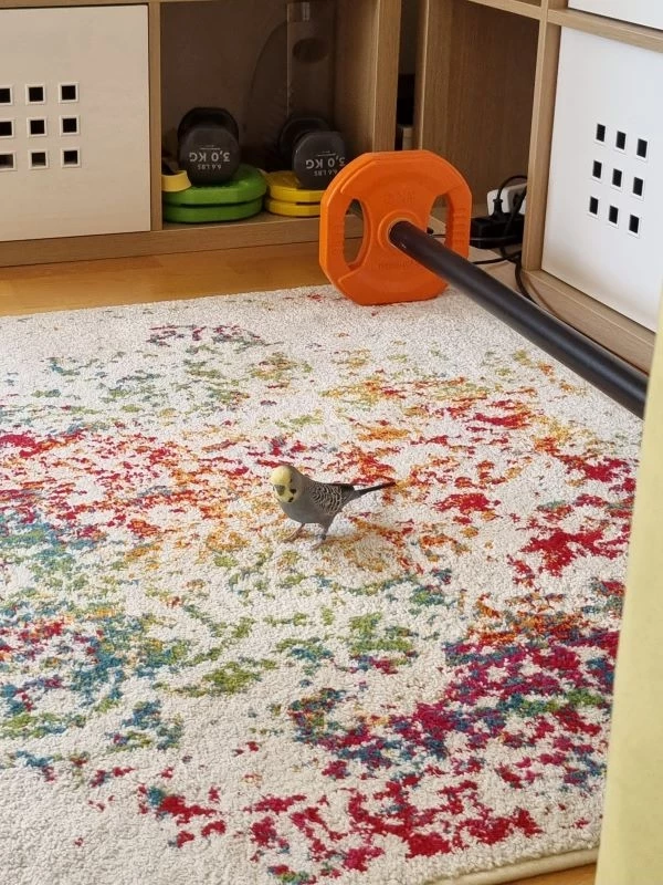Wellensittich-Bild: Wenigstens ist einer etwas motiviert für Sport