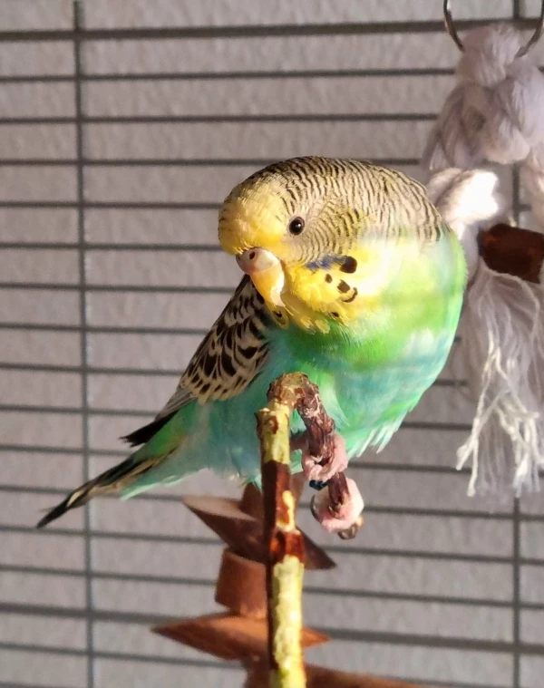 Wellensittich-Bild: Fizz das kleine Model im richtigen Licht