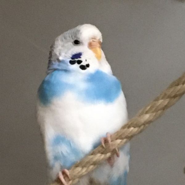 Phoebe