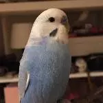 Der schmale Pablo