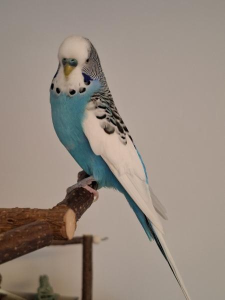 Kjeld
