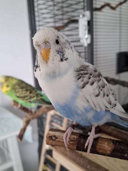 Snoerre
