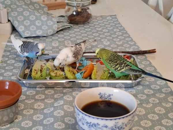 Wellensittich-Bild: Hier wird gemeinsam gefrühstückt (v. li. Kjeld, Snoerre, Egon)