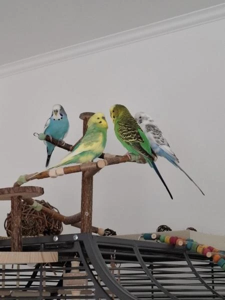 Wellensittich-Bild: v.li. Kjeld, Benny, Egon, Snoerre.