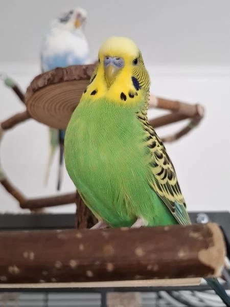 Wellensittich-Bild: Posieren kann Egon. Snoerre hält sich im Hintergrund, kann sich aber auch gut in Pose setzen. 