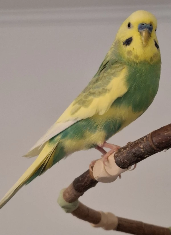 Wellensittich-Bild: Unser kleiner Benny...obwohl er mit der älteste Welli bei uns ist (Geb. 2021).