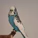 Kjeld