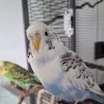 Snoerre