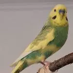 Benny der Kleine