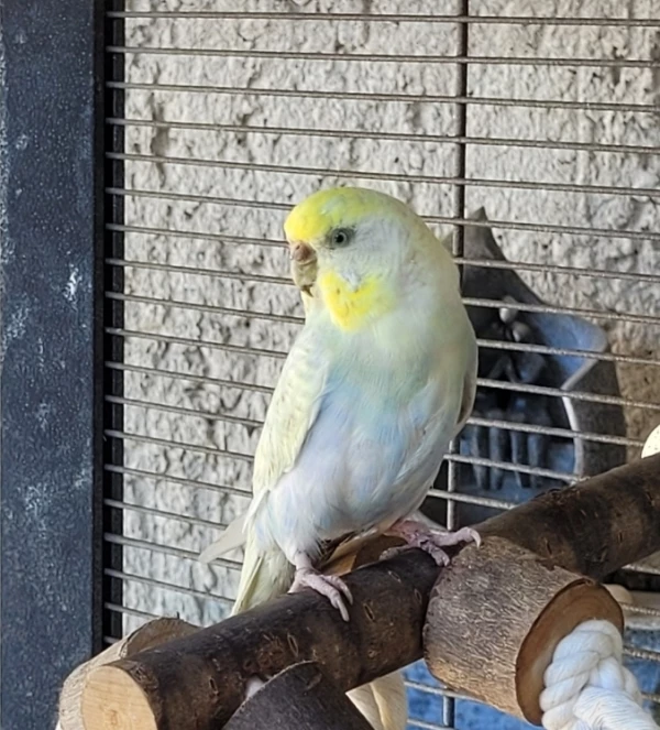 Wellensittich-Bild: Unser Findelkind Tikki. Schüchtern und zurückhaltend. Mit Pearly taut Sie langsam auf