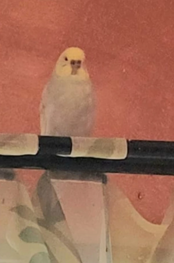 Wellensittich-Bild: Zugeflogen