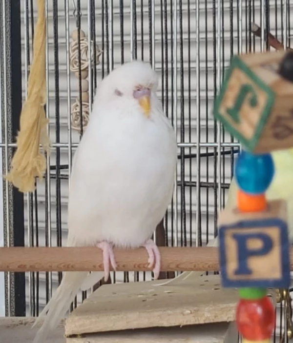 Wellensittich-Bild: Eingezogen zusammen mit Fully und Sunny