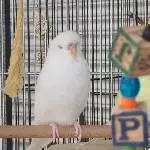  Pearly, Knallkopp