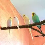 Tikki, Pearly, Sunny und Fully