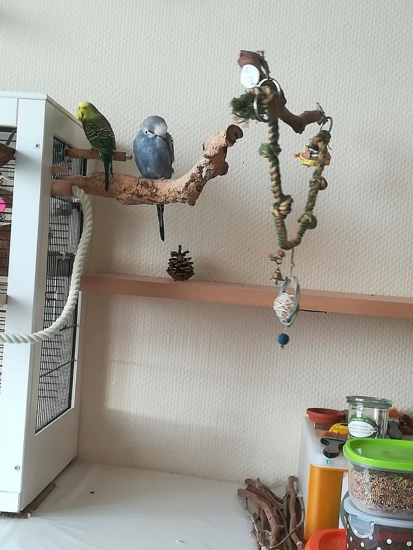 Wellensittich-Bild: Im Käfig ist es schön, aber ausserhalb auch. 