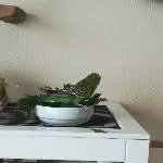 Möhrengrün ist meine Spezialität