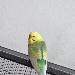 Hier kommt Kiwi