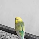 Hier kommt Kiwi