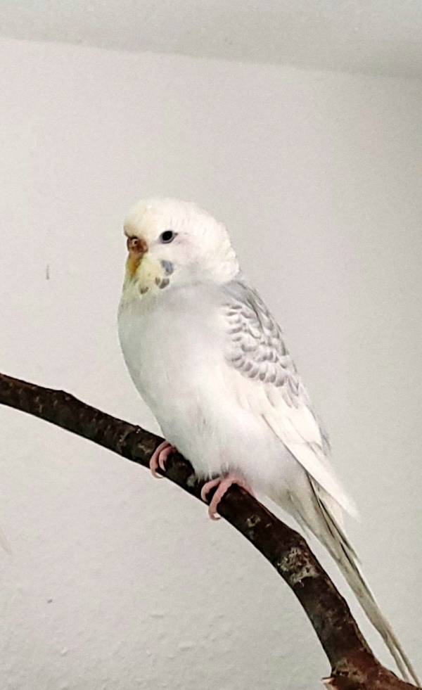 Kira