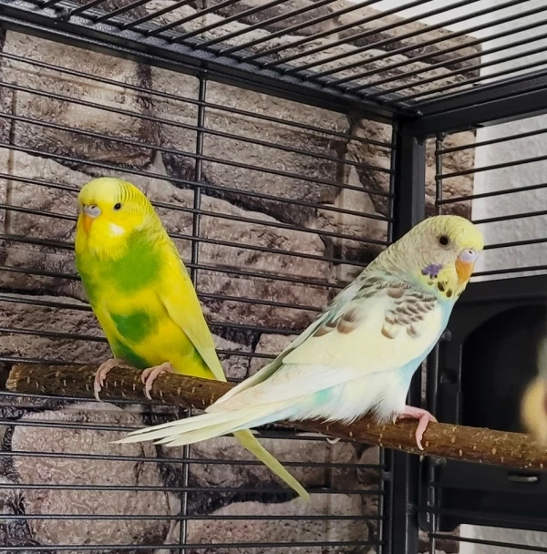 Wellensittich-Bild: unsere jüngsten Neuzugänge. Sie sind 9 Wochen alt und sehr neugierig! Beide sind aufgeweckt, nicht ängstlich und toll von unserer 6er Gruppe aufgenommen worden!