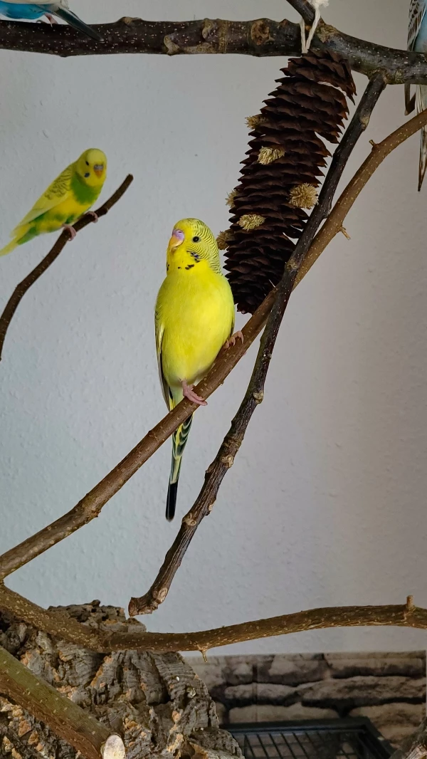 Wellensittich-Bild: ..der Hübsche im Vordergrund! Der hinter mir ist Pixel, um den geht´s hier aber grad gar nicht ^^ ich bin aufgeweckt, neugierig und der tollste Geschichtenerzähler- jawohl! :D