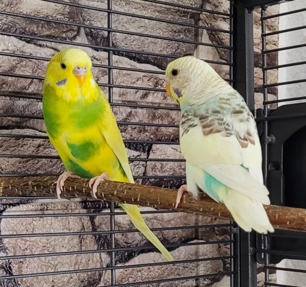 Wellensittich-Bild: unsere jüngsten Neuzugänge. Sie sind 9 Wochen alt und sehr neugierig! Beide sind aufgeweckt, nicht ängstlich und toll von unserer 6er Gruppe aufgenommen worden!