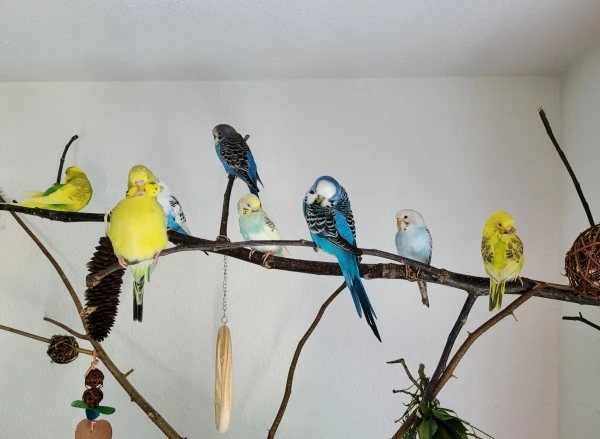 Wellensittich-Bild: v.l.n.r.: Pixelchen, Filou, Tiffy (leider etwas versteckt), Floki (oben), Daisy, Der Captain, die Fee & Fipsi
