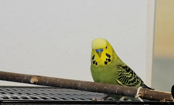 Wellensittich-Bild: Er kam als Nr. 13 zu unserem Schwarm - Lucky! 