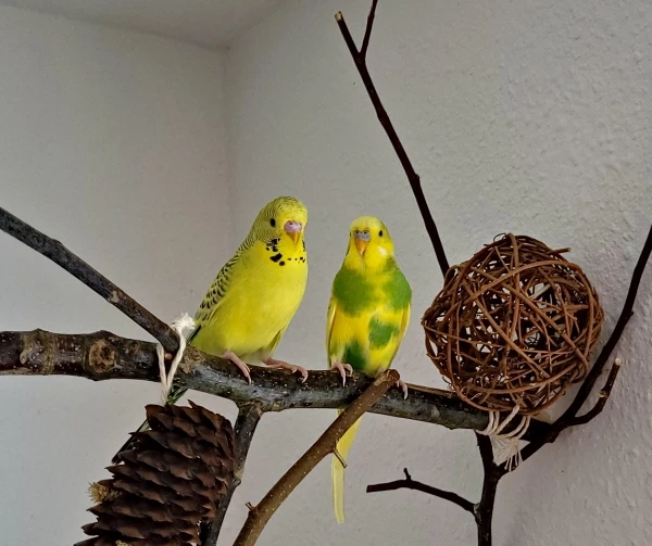 Wellensittich-Bild: Pixel ist erst vor 5 Tagen hier eingezogen. Wir sind vom selben Züchter, deshalb sind wir wohl auch jetzt schon echte Buddies!