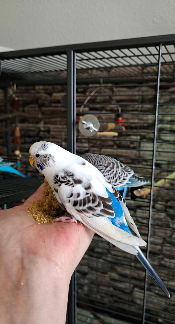 Wellensittich-Bild: Kohi. Dafür traut sie sich jetzt auch schon auf die Hand. Sie ist auch erst wieder runter, als nix, aber auch wirklich nix mehr da war :D