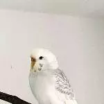 Unsere kleine Gräfin Kira