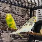 Pixel und Daisy im neuen Zuhause