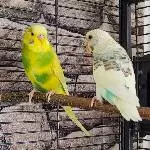Pixel (links) und Daisy (rechts)